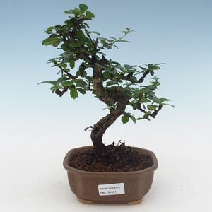 Pokojová bonsai - Carmona macrophylla - Čaj fuki 405-PB2191551