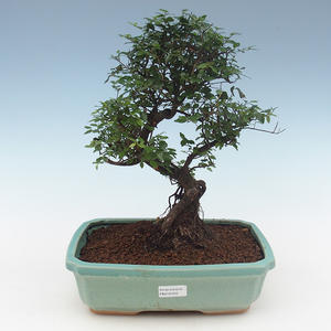 Pokojová bonsai - Sagerécie thea - Sagerécie thea 2191552