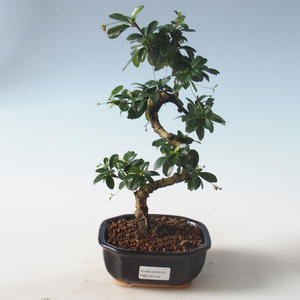 Pokojová bonsai - Carmona macrophylla - Čaj fuki PB2191545