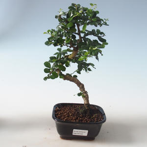 Pokojová bonsai - Carmona macrophylla - Čaj fuki PB2191546