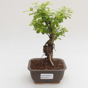 Pokojová bonsai - Duranta erecta Aurea PB2191571