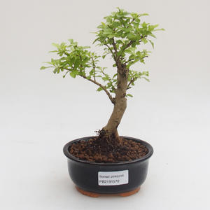 Pokojová bonsai - Duranta erecta Aurea PB2191572