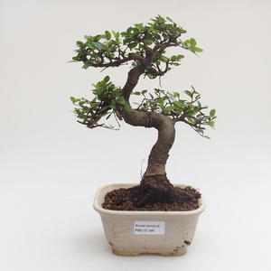 Pokojová bonsai - Ulmus parvifolia - Malolistý jilm PB2191581