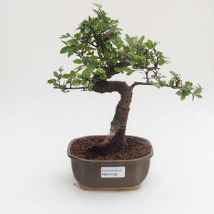 Pokojová bonsai - Ulmus parvifolia - Malolistý jilm PB2191582