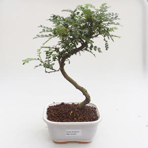 Pokojová bonsai - Zantoxylum piperitum - Pepřovník PB2191591