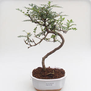 Pokojová bonsai - Zantoxylum piperitum - Pepřovník PB2191592