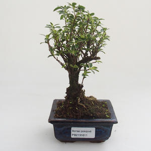 Pokojová bonsai - Serissa foetida Variegata - Strom tisíce hvězd PB2191611