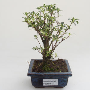 Pokojová bonsai - Serissa foetida Variegata - Strom tisíce hvězd PB2191612