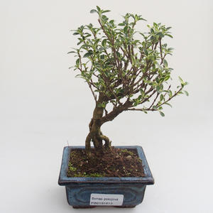Pokojová bonsai - Serissa foetida Variegata - Strom tisíce hvězd PB2191613