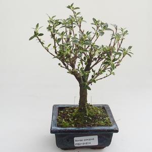 Pokojová bonsai - Serissa foetida Variegata - Strom tisíce hvězd PB2191614