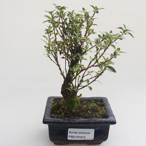 Pokojová bonsai - Serissa foetida Variegata - Strom tisíce hvězd PB2191615