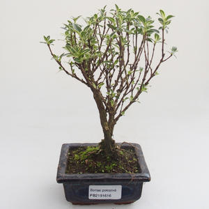 Pokojová bonsai - Serissa foetida Variegata - Strom tisíce hvězd PB2191616