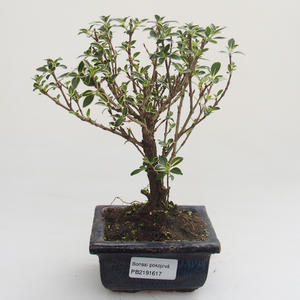 Pokojová bonsai - Serissa foetida Variegata - Strom tisíce hvězd PB2191617