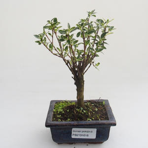 Pokojová bonsai - Serissa foetida Variegata - Strom tisíce hvězd PB2191618