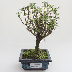 Pokojová bonsai - Serissa foetida Variegata - Strom tisíce hvězd PB2191619