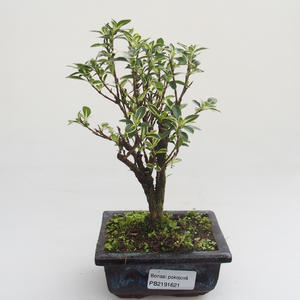 Pokojová bonsai - Serissa foetida Variegata - Strom tisíce hvězd PB2191621