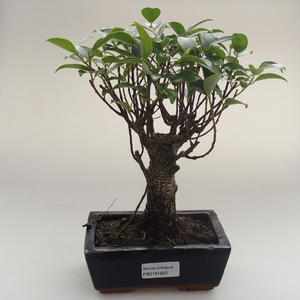 Pokojová bonsai - Ficus retusa -  malolistý fíkus PB2191622
