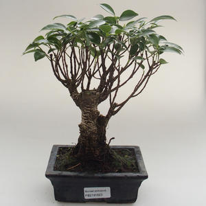 Pokojová bonsai - Ficus retusa -  malolistý fíkus PB2191623