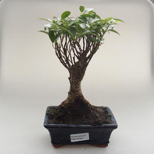 Pokojová bonsai - Ficus retusa -  malolistý fíkus PB2191624
