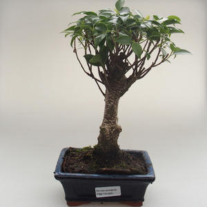 Pokojová bonsai - Ficus retusa -  malolistý fíkus PB2191625