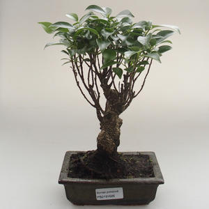 Pokojová bonsai - Ficus retusa -  malolistý fíkus PB2191626