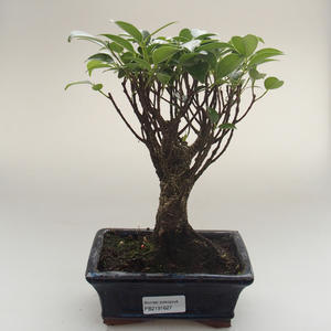 Pokojová bonsai - Ficus retusa -  malolistý fíkus PB2191627