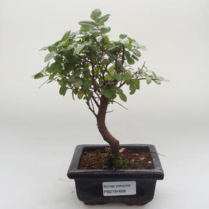 Pokojová bonsai - Sagerécie thea - Sagerécie thea PB2191628
