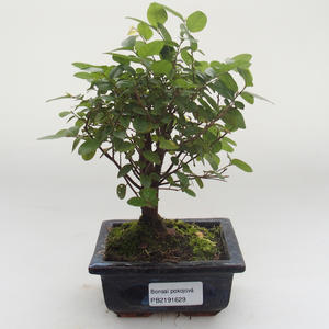 Pokojová bonsai - Sagerécie thea - Sagerécie thea PB2191629