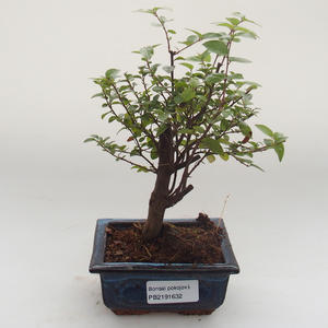 Pokojová bonsai - Sagerécie thea - Sagerécie thea PB2191631
