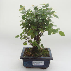 Pokojová bonsai - Sagerécie thea - Sagerécie thea PB2191633