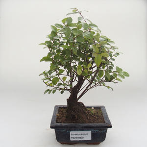 Pokojová bonsai - Sagerécie thea - Sagerécie thea PB2191634