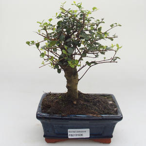 Pokojová bonsai -Ligustrum retusa - Ptačí zob PB2191636