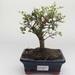 Pokojová bonsai -Ligustrum retusa - Ptačí zob PB2191638