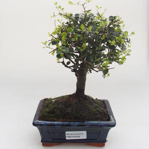Pokojová bonsai -Ligustrum retusa - Ptačí zob PB2191639