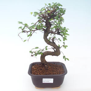Pokojová bonsai - Ulmus parvifolia - Malolistý jilm PB2191671