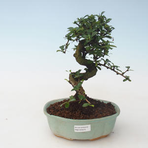 Pokojová bonsai - Carmona macrophylla - Čaj fuki PB2191673