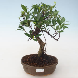 Pokojová bonsai - Ficus retusa - malolistý fíkus PB2191681