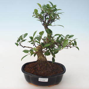 Pokojová bonsai - Ficus retusa - malolistý fíkus PB2191682