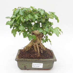 Pokojová bonsai -Ligustrum chinensis - Ptačí zob PB2191836