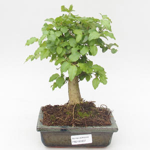 Pokojová bonsai -Ligustrum chinensis - Ptačí zob PB2191837