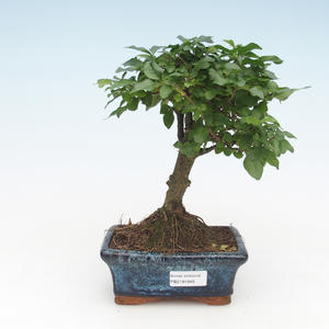 Pokojová bonsai -Ligustrum chinensis - Ptačí zob PB2191691