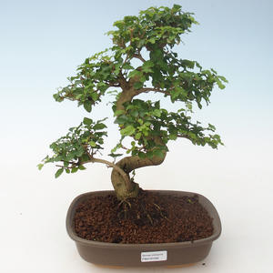Pokojová bonsai -Ligustrum chinensis - Ptačí zob PB2191692