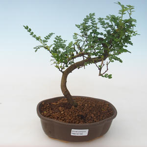 Pokojová bonsai -Ligustrum chinensis - Ptačí zob PB2191711