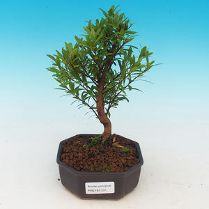 Pokojová bonsai Syzygium -Pimentovník