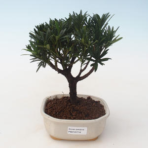 Pokojová bonsai - Podocarpus - Kamenný tis PB2191716