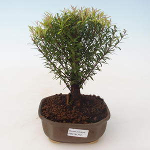 Pokojová bonsai - Syzygium - Pimentovník PB2191718