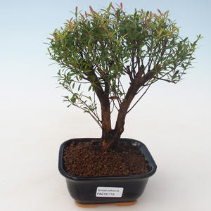 Pokojová bonsai - Syzygium - Pimentovník PB2191719