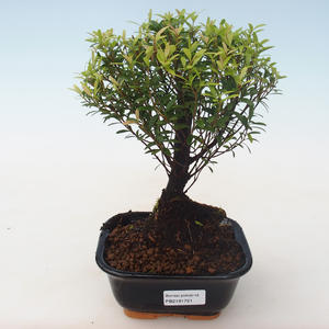 Pokojová bonsai - Syzygium - Pimentovník PB2191721