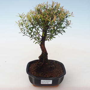 Pokojová bonsai - Syzygium - Pimentovník PB2191722