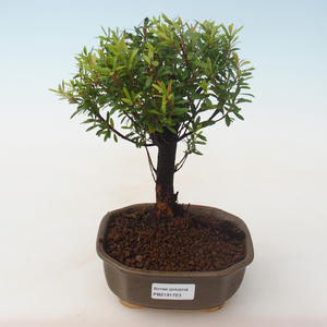 Pokojová bonsai - Syzygium - Pimentovník PB2191723